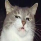 CatEw