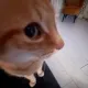 CatSus
