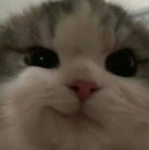 SMIRK